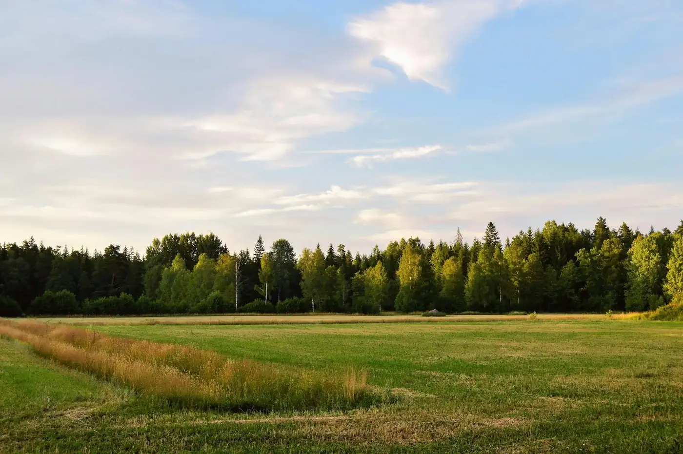 Peltoaukea ja metsänreuna kesäiltana